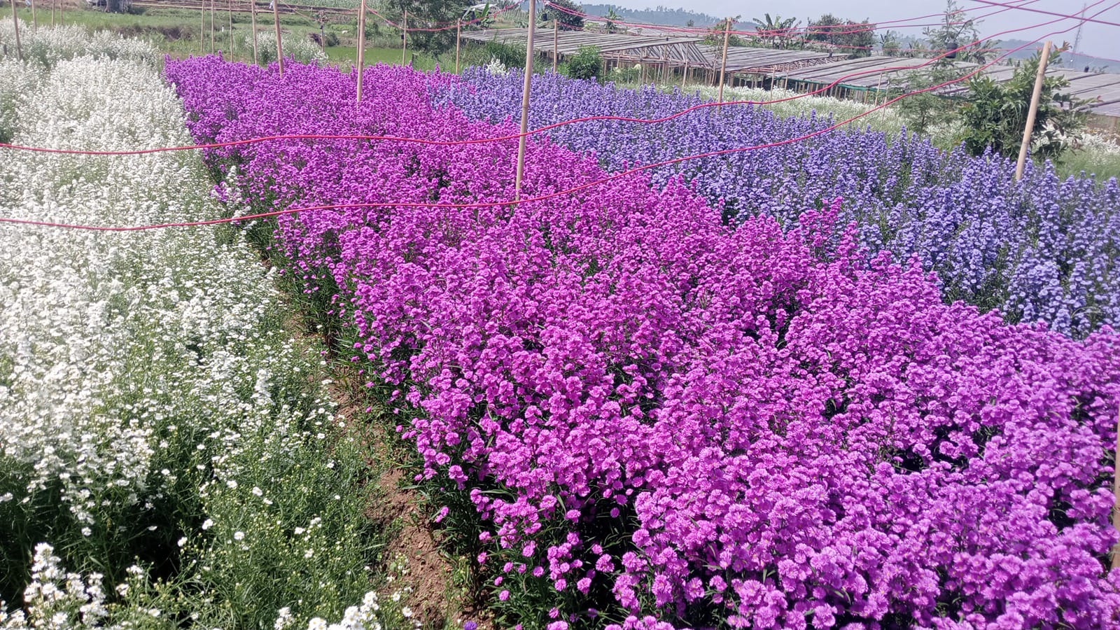 Rangkaian Meja - Adji Florist